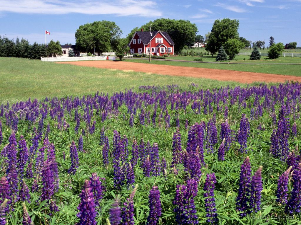 Lupines, Kings County, Prince Edward Island, Canada